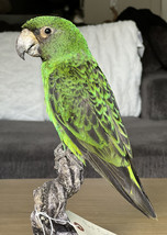 Red fronted parrot Taxidermy Mount Beautiful Colors - £996.89 GBP