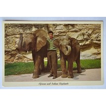 Postcard San Antonio Zoo African &amp; Indian Elephants 1960s Natural Color - £5.03 GBP