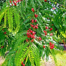 Red Shower Tree Seeds Cassia Roxburghii &quot;Rose Cassia&quot; Flower Plant USA S... - $14.98