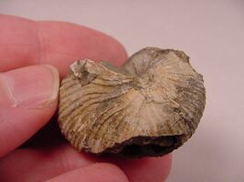 (F424-H) 1-1/8&quot; Ammonite fossil ammonites extinct marine molluscs shell ... - $198.23 MXN