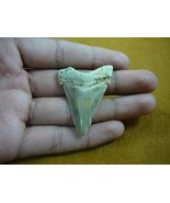 (sr237-6) 1-15/16&quot; Fossil ANGUSTIDENS SHARK TOOTH Gold or Silver wired n... - €30,69 EUR