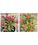 STARTER PLANT PINK VARIEGATED Crown Of Thorns-Euphorbia Milii*CHRIST PLANT - £43.24 GBP