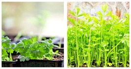 Bulk Celery Seed Microgreen Vegetable Seeds 20,000 Seeds - £19.90 GBP