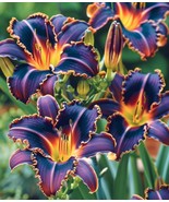 20 Night Burning Embers Lily Seeds   - $8.68