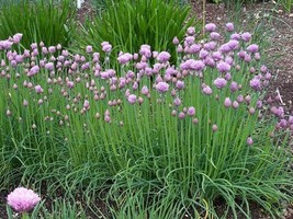 US Seller 200 Chives Seeds  Heirloom Non-Gmo  Always  Delicate Onion Flavor - £6.63 GBP
