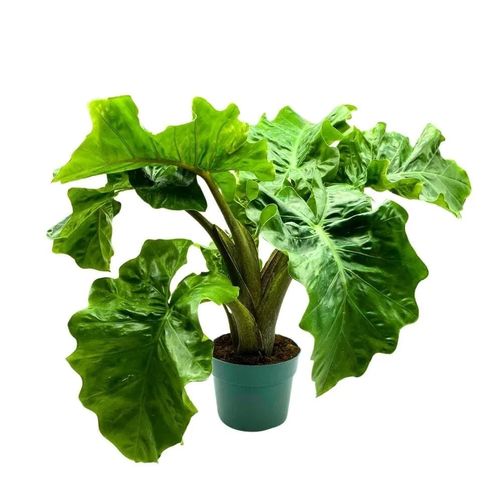 Alocasia Low Rider 6 in Elephant Ear Large Plant - £46.83 GBP