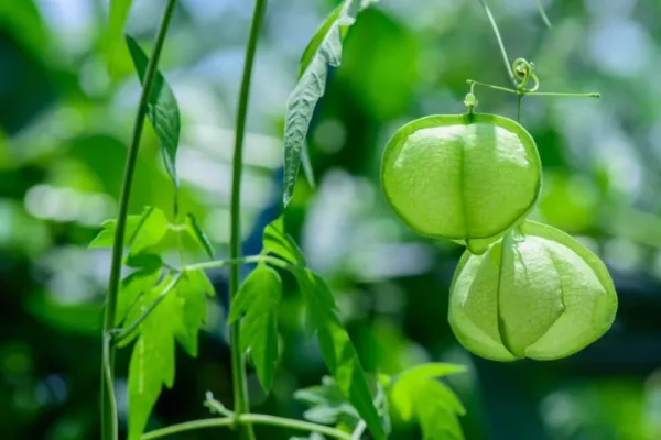 25 Love In The Puff Vine Seeds For Planting Unique Balloon Vine Plants Usa Selle - £14.35 GBP