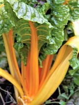 100 Seeds Orange Fantasia Swiss Chard Create a Lush Garden with Premium Seeds  - £5.97 GBP