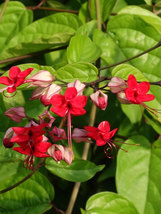 Clerodendrum Delectum JAVA RED~Bleeding Heart Rooted Starter Plant Red &amp; Purple - £39.82 GBP