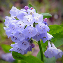 FREE SHIPPING Mertensia virginica Virginia Bluebells Virginia Cowslip 20 Seeds - $17.99