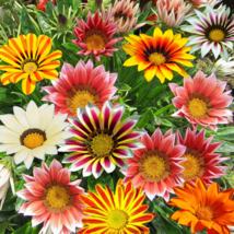 Mixed 6 Colors of Gorgeous Gazania Rigens - 100 Seeds - $9.53