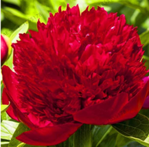 10Seeds Peony Plants Top Brass Peony 21 Colors To Choose Bonsai Flower Seeds Chi - $10.90