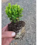 New True Dwarf English Boxwood ( buxus ) Starter Plant live plant - $23.68