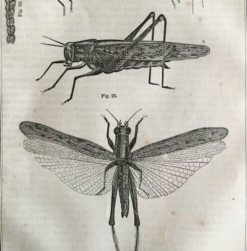 Locust Katydid Grasshoppers 1863 Victorian Farming Agriculture Insects D... - $49.99