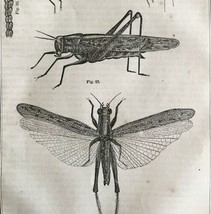 Locust Katydid Grasshoppers 1863 Victorian Farming Agriculture Insects D... - $49.99