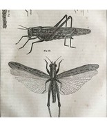 Locust Katydid Grasshoppers 1863 Victorian Farming Agriculture Insects D... - $950.15 MXN
