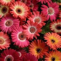 Fresh Gerbera Daisy Bicolor Flower Seed Mix 20 Seeds Fast Shipping - £14.59 GBP