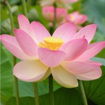 Heirloom Fragrant Ball Pink Nelumbo Nucifera Lotus Flower - 1 Seeds - $5.63