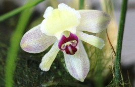 Isabelia Virginalis Miniature Orchid Species Mounted - £30.59 GBP