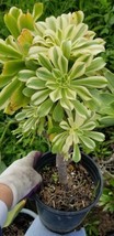 Aeonium Luteovariegatum (1 Gal. pot) - £39.16 GBP