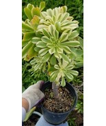 Aeonium Luteovariegatum (1 Gal. pot) - $67.00 CAD