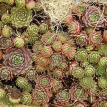 US Seller 25 Mixed Hens Chicks Chickens Succulent Live Forever Sempervivum Flowe - £10.66 GBP