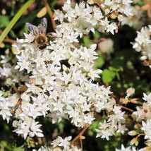 50 Oktoberfest Sedum Acre Gold Moss Stonecrop Succulent Groundcover White Flower - $14.45