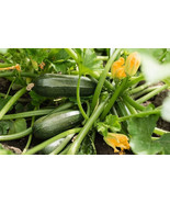 RD 25+ Green Bush Zucchini Squash Seeds for Garden Planting  - $5.15