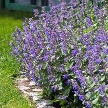 Catmint Nepeta Mussinii Blue Garden Flower Plant Seed 1000 Seeds USA Fast Shippi - £13.32 GBP