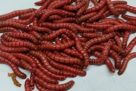 Red Giant Mealworms - $8.99+