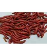 Red Giant Mealworms - £7.20 GBP+