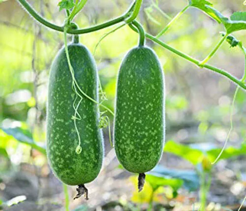 20+ Organic Hairy Skin Gourd Seeds Fuzzy Melon Wax Gourd Hairy Melon Mokwa Usa G - $6.76