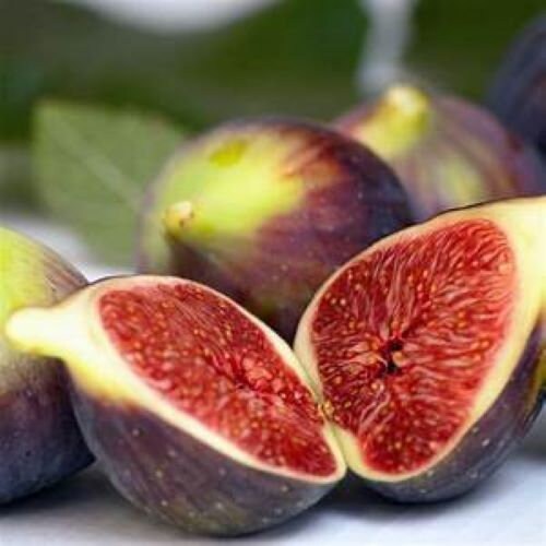 Brown Turkey Fig-Ficus carica - Live Well Rooted STARTER Plant - $17.98