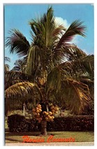 Beautiful Florida Coconut Tree Unused Postcard - £56.67 GBP