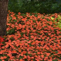 Impatiens Seeds 50 Beacon Salmon Walleriana Garden USA Seller - $13.75