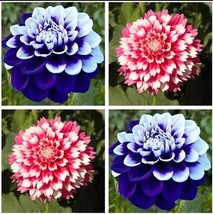 USA-Seller Perennial Flowers Vary Colors Dahlias Seeds 20pcs - $8.02