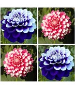 USA-Seller Perennial Flowers Vary Colors Dahlias Seeds 20pcs - $8.02