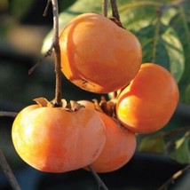 Cold Hardy Grafted Persimmon Tree 4-5Ft Many ￼￼Varieties ￼. Hard To Find! - £95.62 GBP