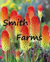 PWO 25+ Seeds Red Hot Poker Flowers (Kniphofia Uvaria) - £4.98 GBP