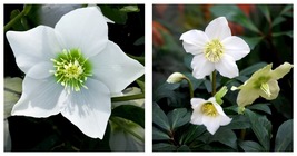 Helleborus (Christmas Rose) Novelty Helleborus Niger White Flowers 400 S... - $29.99
