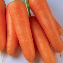 350 Kuroda Shin Carrot Seeds Non Gmo Fresh From US - £6.48 GBP