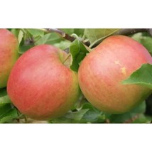 25+ Jonagold Apple Seeds – Grow Sweet &amp; Crisp Apples in Your Garden - $16.50