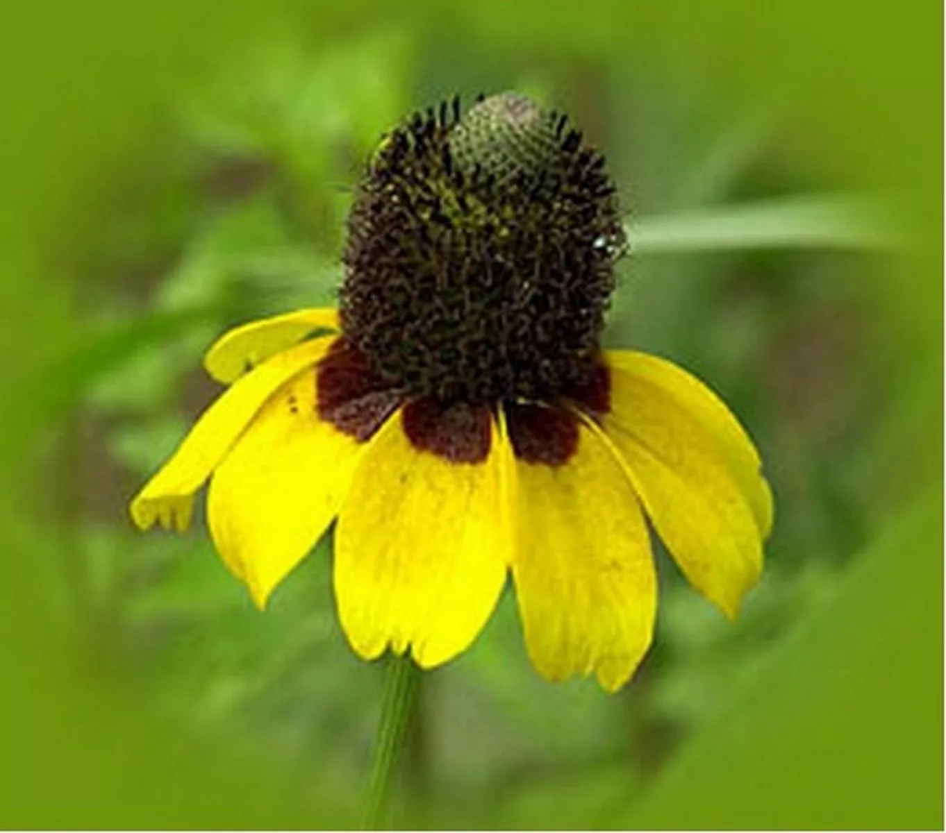 Fresh New Coneflower Clasping 500 Seeds - £7.77 GBP