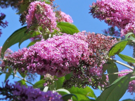 100 Pc Seeds Butterfly Bush Mixed Flower, Buddleia Davidii Seeds for Planting RK - £13.21 GBP