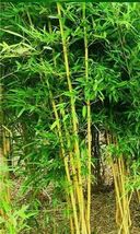 50 Seeds Golden Bamboo Yellow Crookstem Bamoo Home Decoration Cold Hardiness - £7.88 GBP