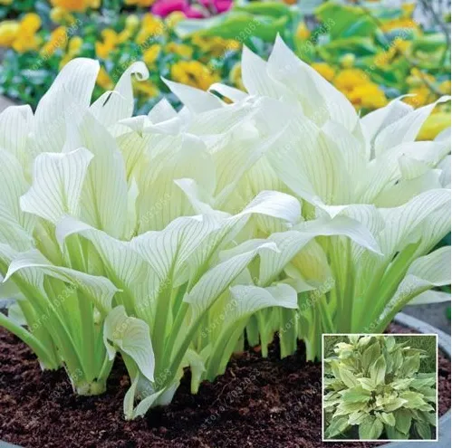 Spectacular Foliage Plant with White and Light Green Leaves 100 pcs hosta seeds  - £7.07 GBP