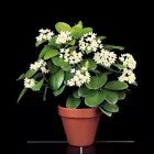  Hoya ‘Subspecies’ house plant- garden- flowers 15+ Seeds  - $7.50