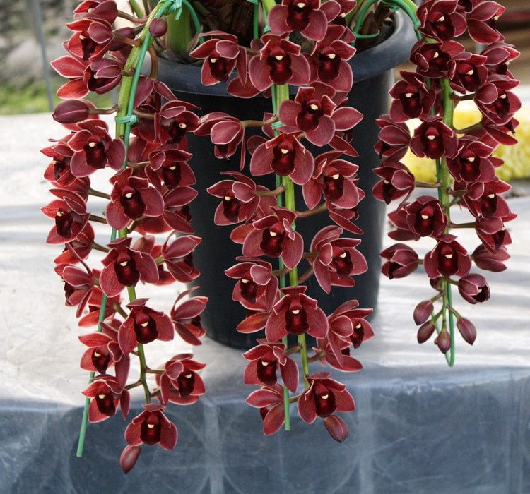 100 seeds Dark Red Chinese Cymbidium Orchid See ed Home Garden Flower