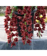 100 seeds Dark Red Chinese Cymbidium Orchid See ed Home Garden Flower  - £11.95 GBP