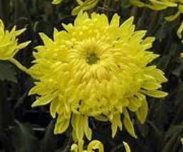100 pcs/bag Beautiful Yellow Chrysanthemum Seeds  Item NO.DL095C - $9.96
